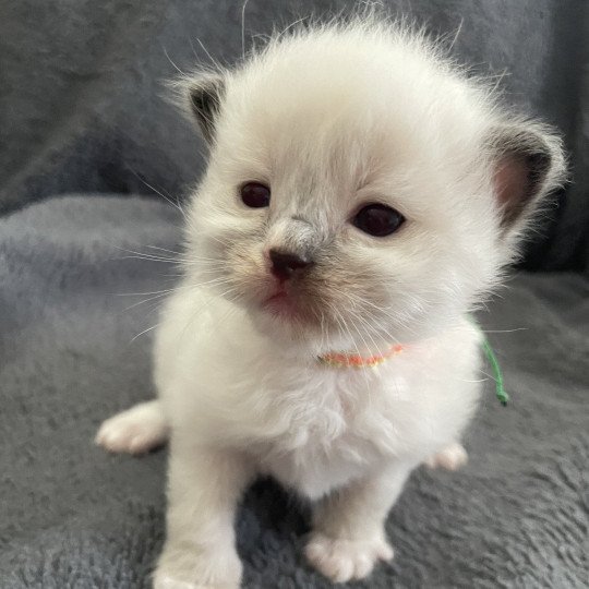 chaton Ragdoll Multi Les Ragdolls de la Croisette