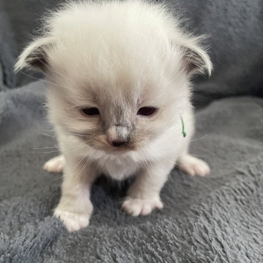 chaton Ragdoll Multi Les Ragdolls de la Croisette