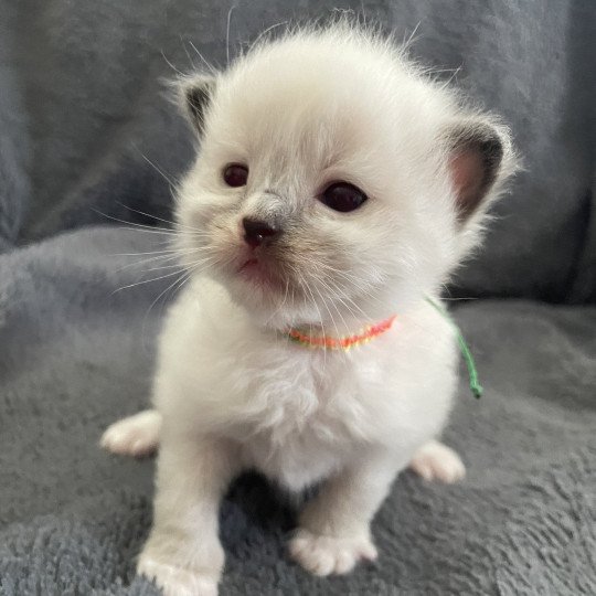 chaton Ragdoll Multi Les Ragdolls de la Croisette