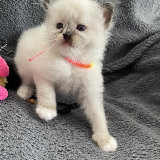 chaton Ragdoll Multi Les Ragdolls de la Croisette