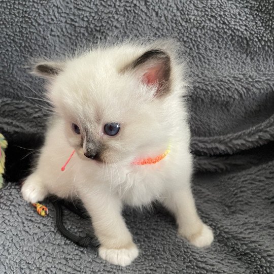 chaton Ragdoll Multi Les Ragdolls de la Croisette