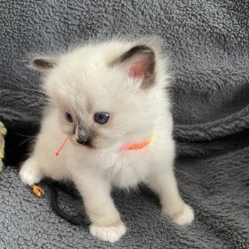 chaton Ragdoll Multi Les Ragdolls de la Croisette chaton Ragdoll Multi Les Ragdolls de la Croisette