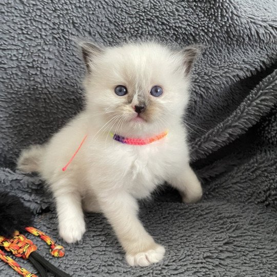 chaton Ragdoll Multi Les Ragdolls de la Croisette
