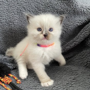 chaton Ragdoll Multi Les Ragdolls de la Croisette chaton Ragdoll Multi Les Ragdolls de la Croisette
