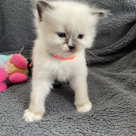 chaton Ragdoll Multi Les Ragdolls de la Croisette