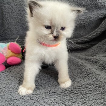 chaton Ragdoll Multi Les Ragdolls de la Croisette chaton Ragdoll Multi Les Ragdolls de la Croisette