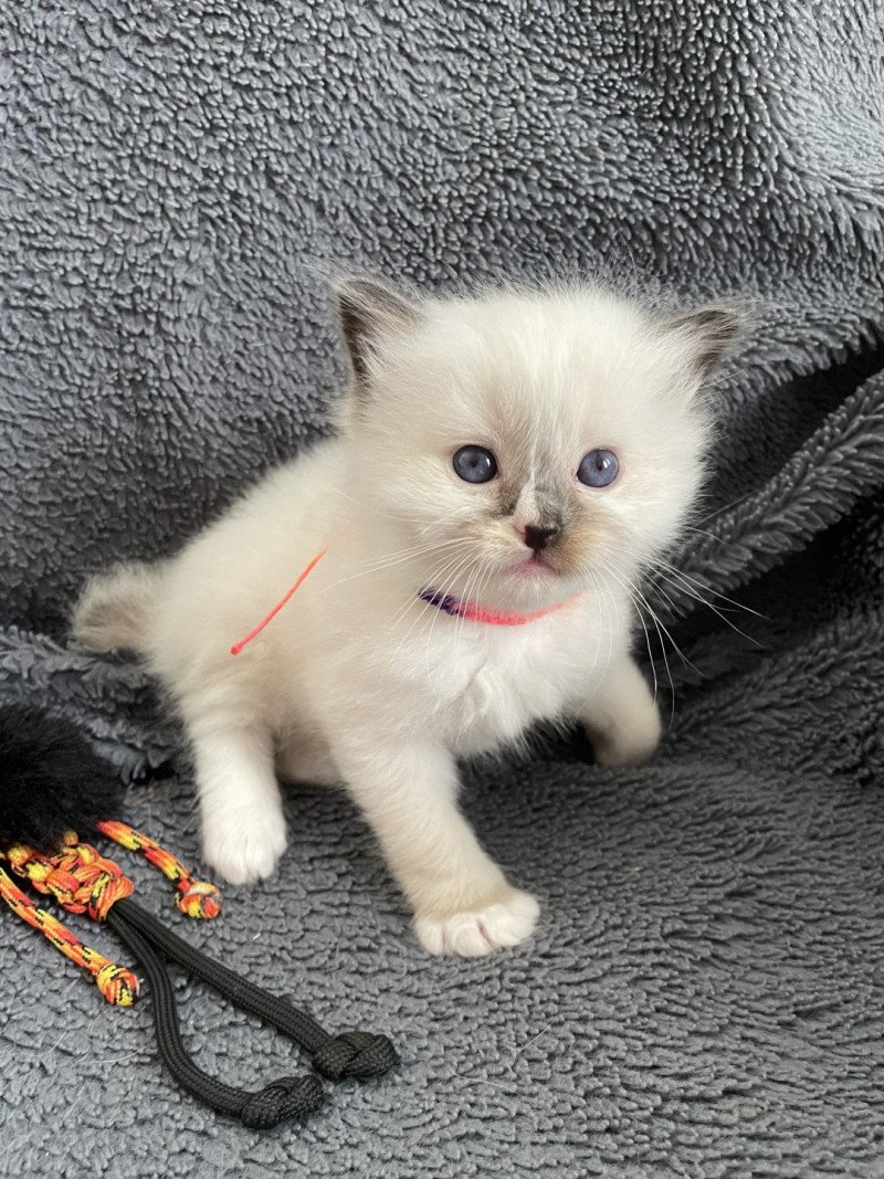 Apolo Multi De La Croisette Mâle Ragdoll
