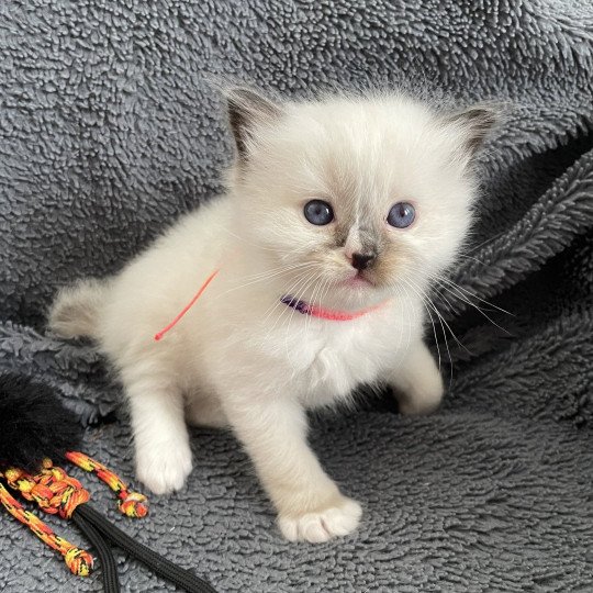 Apolo Multi De La Croisette Mâle Ragdoll