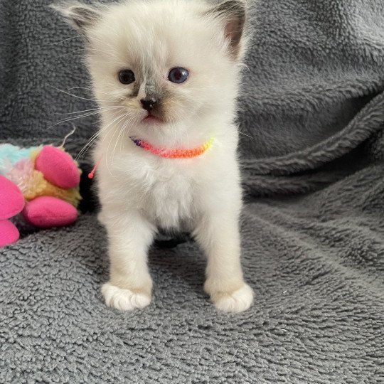 chaton Ragdoll seal point mitted Apolo Multi Les Ragdolls de la Croisette