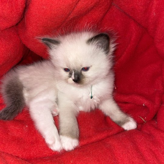 chaton Ragdoll seal point mitted Apolo Multi Les Ragdolls de la Croisette