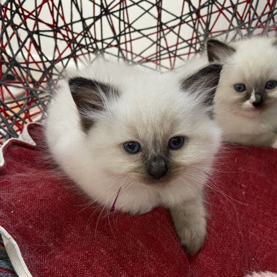 chaton Ragdoll seal point mitted Apolo Multi Les Ragdolls de la Croisette