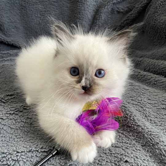 chaton Ragdoll seal point mitted Apolo Multi Les Ragdolls de la Croisette
