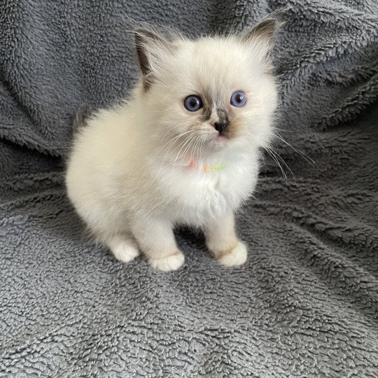 chaton Ragdoll seal point mitted Apolo Multi Les Ragdolls de la Croisette