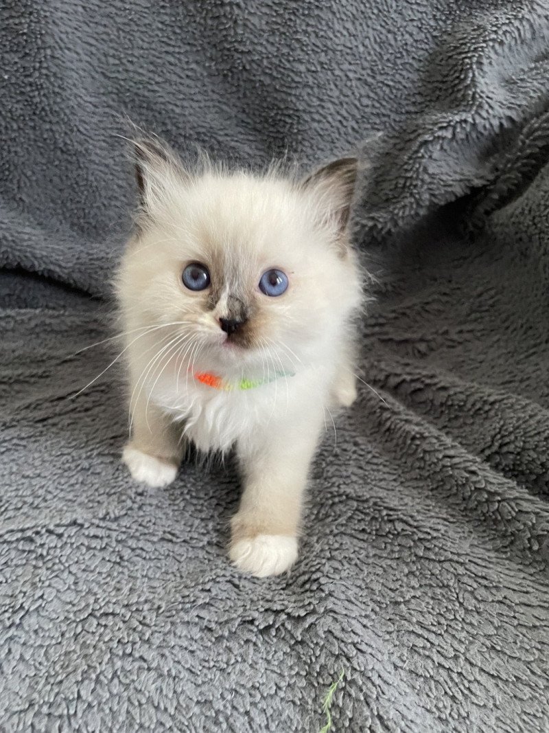 Apolo Multi De La Croisette Mâle Ragdoll