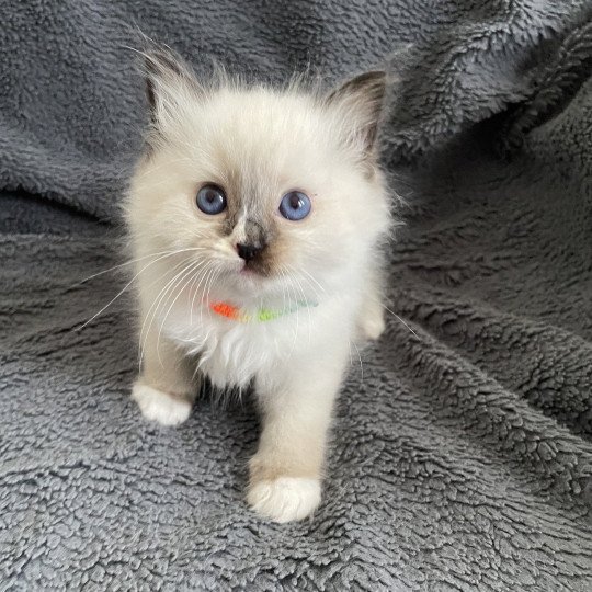 chaton Ragdoll seal point mitted Apolo Multi Les Ragdolls de la Croisette
