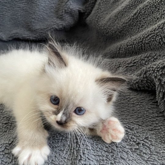 chaton Ragdoll seal point mitted Apolo Multi Les Ragdolls de la Croisette