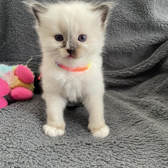 chaton Ragdoll seal point mitted Apolo Multi Les Ragdolls de la Croisette