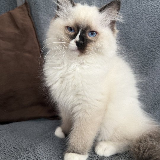 chaton Ragdoll seal point mitted Apolo Multi Les Ragdolls de la Croisette