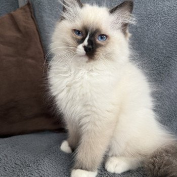 chaton Ragdoll seal point mitted Apolo Multi Les Ragdolls de la Croisette