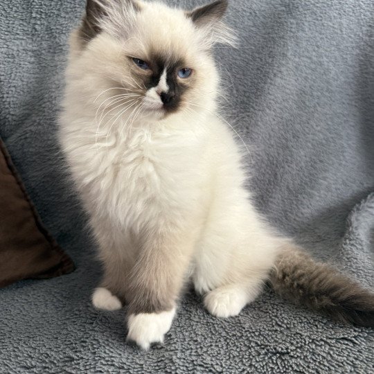 chaton Ragdoll seal point mitted Apolo Multi Les Ragdolls de la Croisette