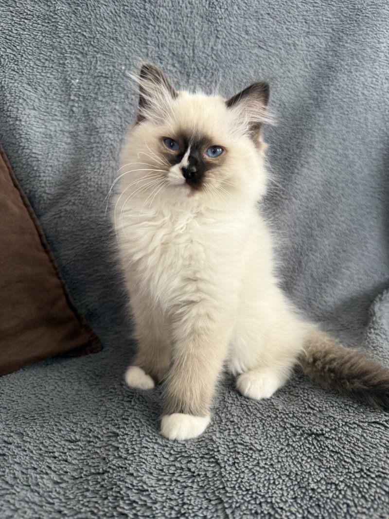 Apolo De La Croisette Mâle Ragdoll