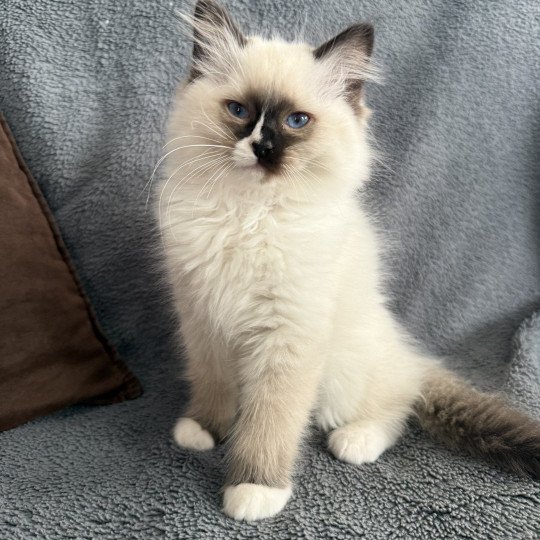 Apolo Multi De La Croisette Mâle Ragdoll