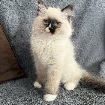 Apolo Multi De La Croisette Mâle Ragdoll