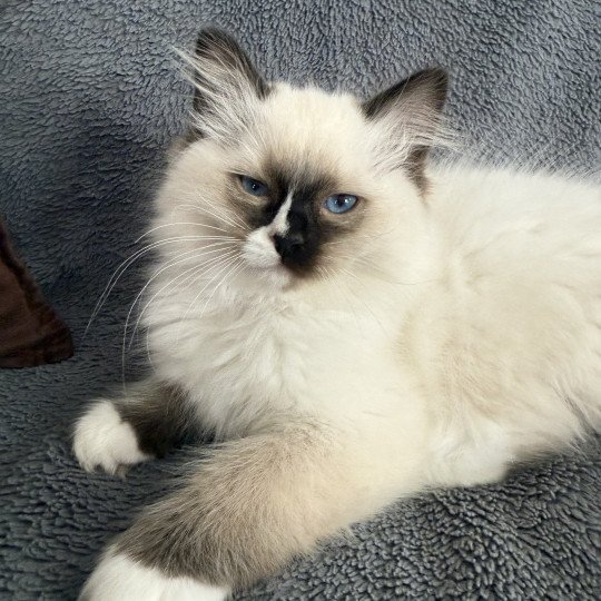 chaton Ragdoll seal point mitted Apolo Multi Les Ragdolls de la Croisette