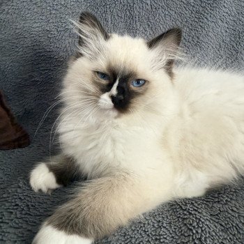 chaton Ragdoll seal point mitted Apolo Multi Les Ragdolls de la Croisette