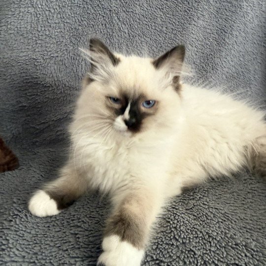 chaton Ragdoll seal point mitted Apolo Multi Les Ragdolls de la Croisette