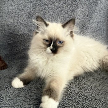 chaton Ragdoll seal point mitted Apolo Multi Les Ragdolls de la Croisette