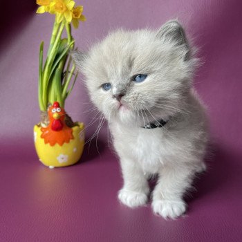 chaton Ragdoll mink Noir Les Ragdolls de la Croisette