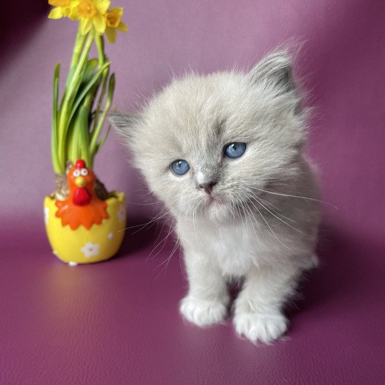 chaton Ragdoll mink Noir Les Ragdolls de la Croisette