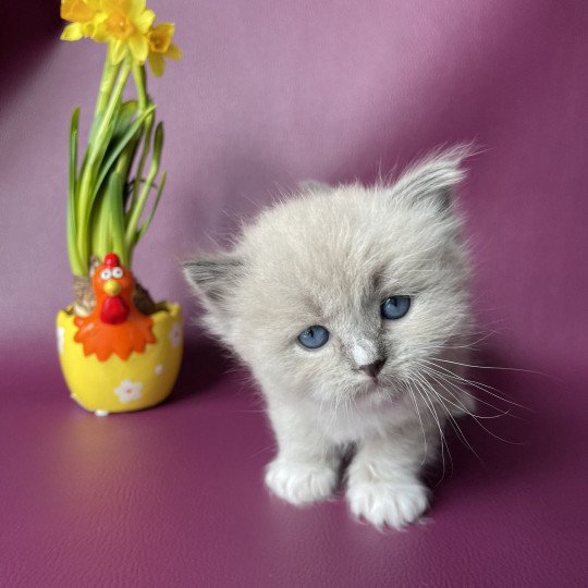 chaton Ragdoll mink Noir Les Ragdolls de la Croisette