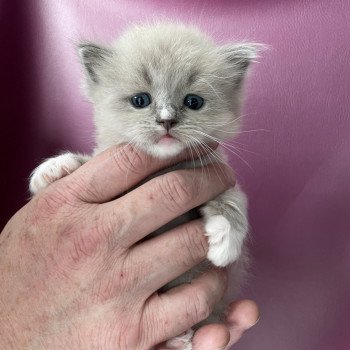 chaton Ragdoll mink Noir Les Ragdolls de la Croisette