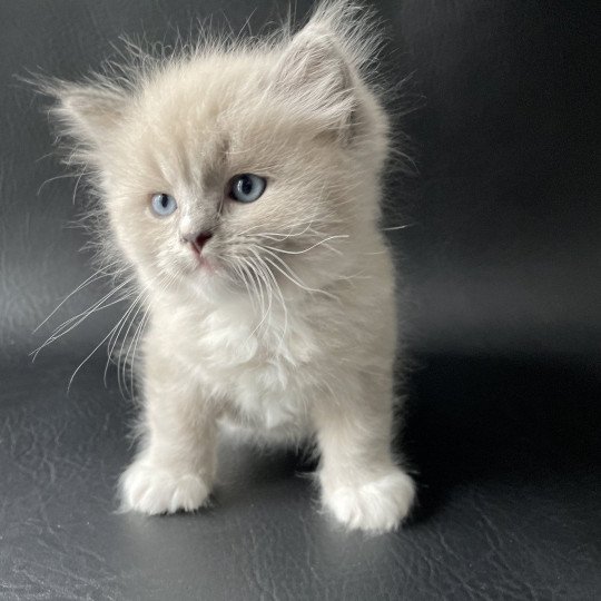 chaton Ragdoll blue mink mitted Noir Les Ragdolls de la Croisette