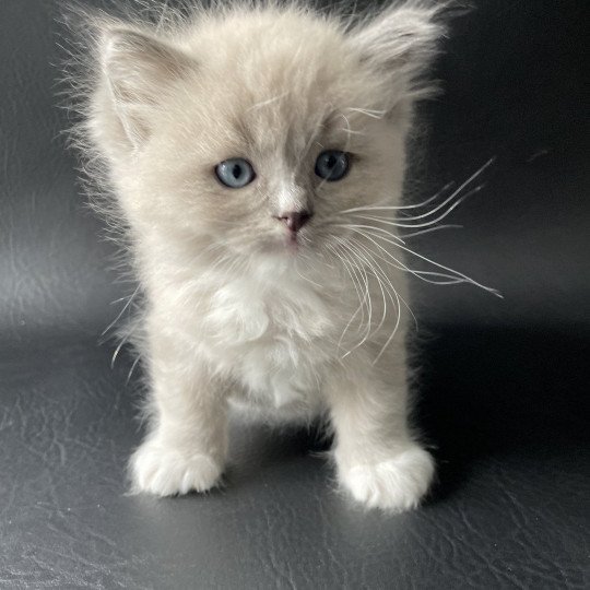 chaton Ragdoll blue mink mitted Noir Les Ragdolls de la Croisette