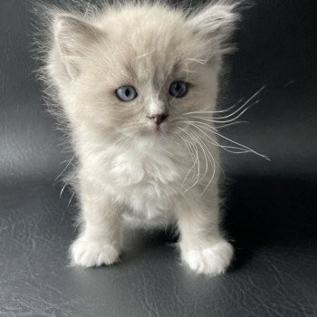 chaton Ragdoll blue mink mitted Noir Les Ragdolls de la Croisette chaton Ragdoll blue mink mitted Noir Les Ragdolls de la Croisette