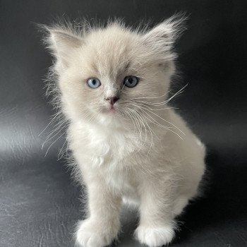 chaton Ragdoll blue mink mitted Noir Les Ragdolls de la Croisette chaton Ragdoll blue mink mitted Noir Les Ragdolls de la Croisette