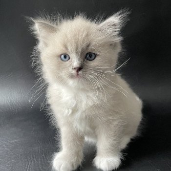 chaton Ragdoll blue mink mitted Noir Les Ragdolls de la Croisette