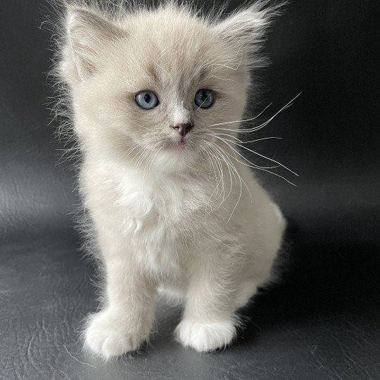 chaton Ragdoll blue mink mitted Noir Les Ragdolls de la Croisette