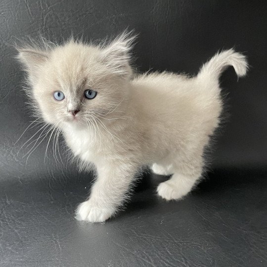 chaton Ragdoll blue mink mitted Noir Les Ragdolls de la Croisette