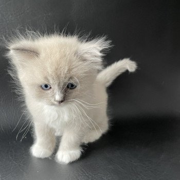 chaton Ragdoll blue mink mitted Noir Les Ragdolls de la Croisette chaton Ragdoll blue mink mitted Noir Les Ragdolls de la Croisette