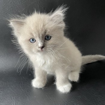 chaton Ragdoll blue mink mitted Noir Les Ragdolls de la Croisette