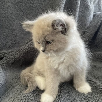chaton Ragdoll blue mink mitted Ulys Les Ragdolls de la Croisette chaton Ragdoll blue mink mitted Ulys Les Ragdolls de la Croisette