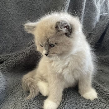 chaton Ragdoll blue mink mitted Ulys Les Ragdolls de la Croisette