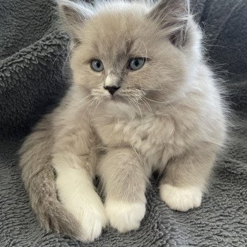 chaton Ragdoll blue mink mitted Ulys Les Ragdolls de la Croisette chaton Ragdoll blue mink mitted Ulys Les Ragdolls de la Croisette