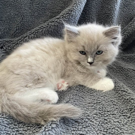 chaton Ragdoll blue mink mitted Ulys Les Ragdolls de la Croisette