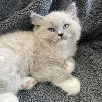 chaton Ragdoll blue mink mitted Ulys Les Ragdolls de la Croisette chaton Ragdoll blue mink mitted Ulys Les Ragdolls de la Croisette