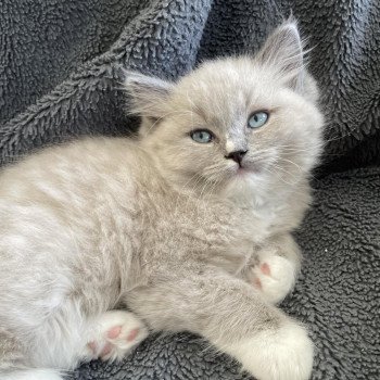 chaton Ragdoll blue mink mitted Ulys Les Ragdolls de la Croisette chaton Ragdoll blue mink mitted Ulys Les Ragdolls de la Croisette